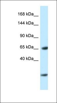 Anti-EBF3 antibody produced in rabbit affinity isolated antibody