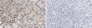 Anti-PTRH1 Antibody, clone 3O6 ZooMAb® Rabbit Monoclonal recombinant, expressed in HEK 293 cells