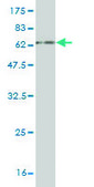 Monoclonal Anti-EXOSC3 antibody produced in mouse clone 5C3, purified immunoglobulin, buffered aqueous solution