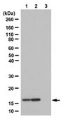 Anti-acetyl-phospho Histone H1.4/H3 (Lys26/Lys9, Ser27/Ser10) Antibody from rabbit, purified by affinity chromatography