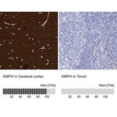 Anti-AMPH antibody produced in rabbit Prestige Antibodies® Powered by Atlas Antibodies, affinity isolated antibody, buffered aqueous glycerol solution, Ab2