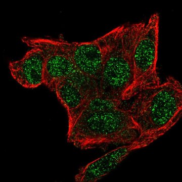 Anti-SNRPG antibody produced in rabbit Prestige Antibodies&#174; Powered by Atlas Antibodies, affinity isolated antibody