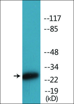 Anti-phospho-CD28 (pTyr218) antibody produced in rabbit affinity isolated antibody