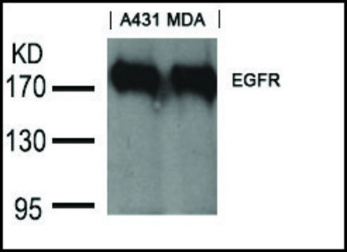 Anti-EGFR (Ab-1197) antibody produced in goat affinity isolated antibody