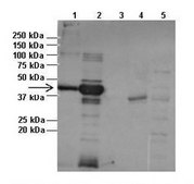 Anti-STUB1, (N-terminal) antibody produced in rabbit affinity isolated antibody