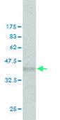 Monoclonal Anti-EXT2 antibody produced in mouse clone 3G6, purified immunoglobulin, buffered aqueous solution