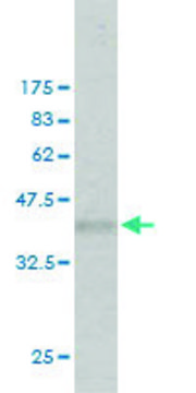 Monoclonal Anti-EXT2 antibody produced in mouse clone 3G6, purified immunoglobulin, buffered aqueous solution