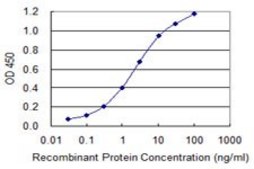 Monoclonal Anti-FTCD, (C-terminal) antibody produced in mouse clone 5F6, purified immunoglobulin, buffered aqueous solution