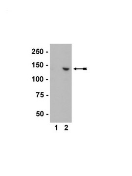 Anti-INCENP Antibody, clone 58-217 clone 58-217, Upstate&#174;, from mouse