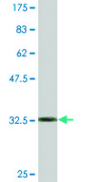 Monoclonal Anti-SPOP, (C-terminal) antibody produced in mouse clone 3E2, purified immunoglobulin, buffered aqueous solution