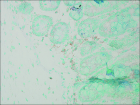 Anti-CANX antibody produced in rabbit whole antiserum