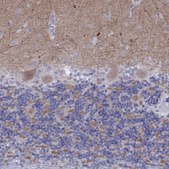 Anti-GRIA2 antibody produced in rabbit Prestige Antibodies® Powered by Atlas Antibodies, affinity isolated antibody, buffered aqueous glycerol solution