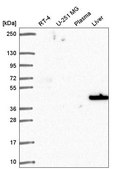 Anti-SLC14A1 antibody produced in rabbit Prestige Antibodies® Powered by Atlas Antibodies, affinity isolated antibody