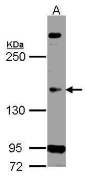 Anti-CDK13 antibody produced in rabbit affinity isolated antibody, buffered aqueous solution