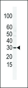 ANTI-SLUG (N-TERM K9) antibody produced in rabbit purified immunoglobulin, buffered aqueous solution