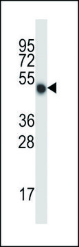 抗-小鼠MLKL（C-端） 兔抗 IgG fraction of antiserum, buffered aqueous solution