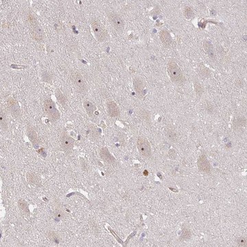 Anti-DIMT1 antibody produced in rabbit Prestige Antibodies&#174; Powered by Atlas Antibodies, affinity isolated antibody, buffered aqueous glycerol solution