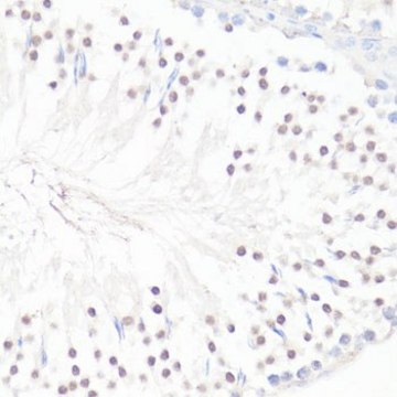 Anti-GLI1 antibody produced in rabbit