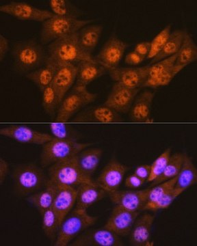 Anti-PSMA1 antibody produced in rabbit