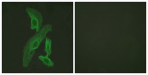 抗 BCL-XL 兔抗 affinity isolated antibody
