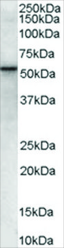 Anti-VPS45 (Internal) antibody produced in goat affinity isolated antibody, buffered aqueous solution