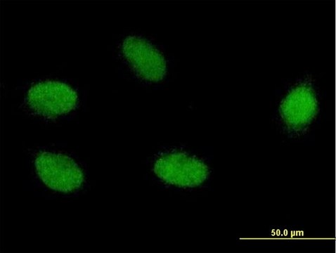 Monoclonal Anti-ELAC2 antibody produced in mouse clone 1A2, purified immunoglobulin, buffered aqueous solution