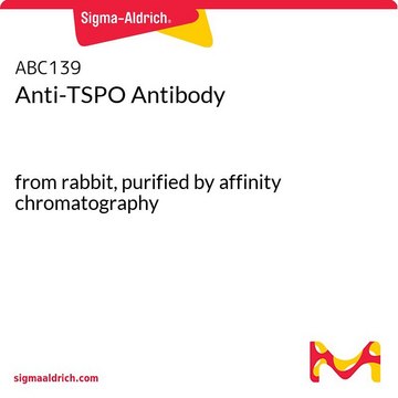 Anti-TSPO Antibody from rabbit, purified by affinity chromatography