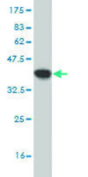 Monoclonal Anti-MFGE8 antibody produced in mouse clone 3E9, purified immunoglobulin, buffered aqueous solution