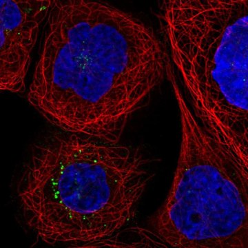 Anti-F3 antibody produced in rabbit Prestige Antibodies&#174; Powered by Atlas Antibodies, affinity isolated antibody