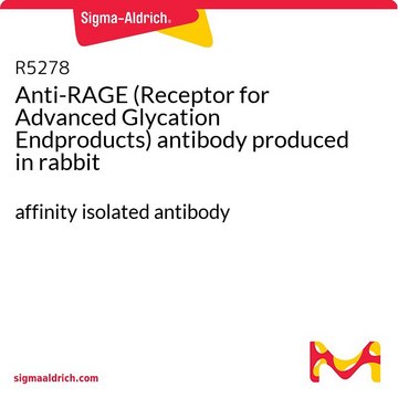 抗 RAGE（晚期糖基化终产物受体） 兔抗 affinity isolated antibody