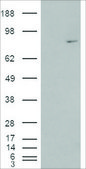 Anti-MEPCE antibody produced in goat affinity isolated antibody, buffered aqueous solution