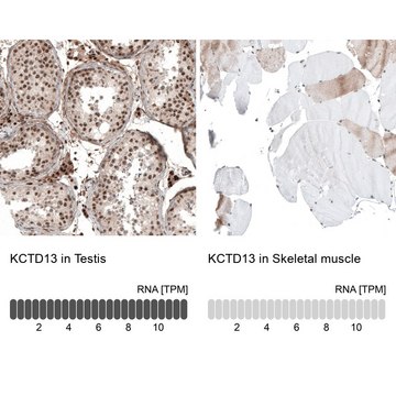 Anti-KCTD13 antibody produced in rabbit Prestige Antibodies&#174; Powered by Atlas Antibodies, affinity isolated antibody, buffered aqueous glycerol solution