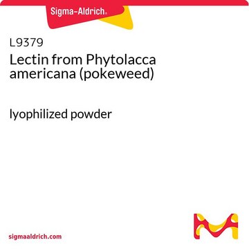 Lectin from Phytolacca americana (pokeweed) lyophilized powder