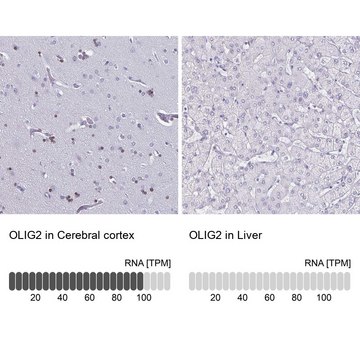 Anti-OLIG2 antibody produced in rabbit Prestige Antibodies&#174; Powered by Atlas Antibodies, affinity isolated antibody, buffered aqueous glycerol solution