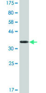 Monoclonal Anti-UPF1 antibody produced in mouse clone 4G3, purified immunoglobulin, buffered aqueous solution