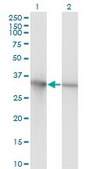 Monoclonal Anti-PCNA antibody produced in mouse clone 1G7, purified immunoglobulin, buffered aqueous solution