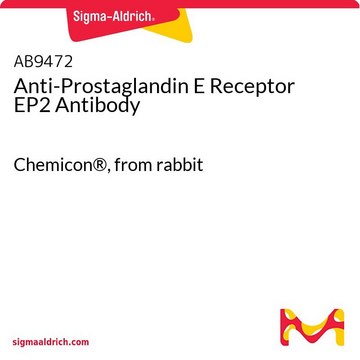 Anti-Prostaglandin E Receptor EP2 Antibody Chemicon&#174;, from rabbit