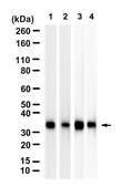 Anti-GNB1 Antibody, clone 1J8 ZooMAb® Rabbit Monoclonal recombinant, expressed in HEK 293 cells
