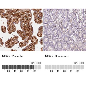 Anti-NID2 antibody produced in rabbit Prestige Antibodies&#174; Powered by Atlas Antibodies, affinity isolated antibody, buffered aqueous glycerol solution