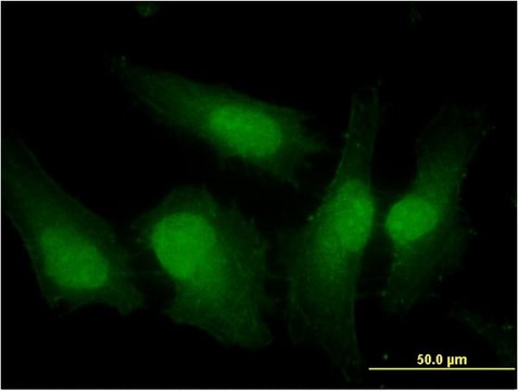 Monoclonal Anti-IRF3 antibody produced in mouse clone 3C8, purified immunoglobulin, buffered aqueous solution