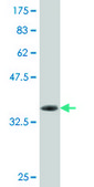 Monoclonal Anti-SNF1LK2 antibody produced in mouse clone 4C6, purified immunoglobulin, buffered aqueous solution