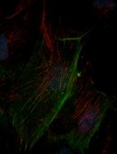 Anti-Septin-9 Antibody, clone 10C10 clone 10C10, from mouse