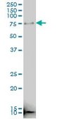 Monoclonal Anti-RNF190 antibody produced in mouse clone 5E10, purified immunoglobulin, buffered aqueous solution