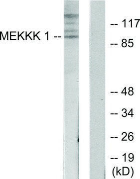 Anti-MEKKK 1 antibody produced in rabbit affinity isolated antibody