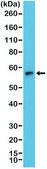 Anti-Terminal deoxynucleotidyl transferase (TdT) antibody, Rabbit monoclonal recombinant, expressed in HEK 293 cells, clone RM379, purified immunoglobulin