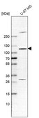 Anti-EXOC1 antibody produced in rabbit Prestige Antibodies® Powered by Atlas Antibodies, affinity isolated antibody, buffered aqueous glycerol solution