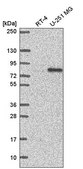 Anti-INTS9 antibody produced in rabbit Prestige Antibodies® Powered by Atlas Antibodies, affinity isolated antibody