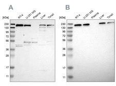 Anti-UGGT1 antibody produced in rabbit Prestige Antibodies® Powered by Atlas Antibodies, affinity isolated antibody, buffered aqueous glycerol solution