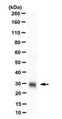 Anti-PD-L2 Antibody, clone 24F.10C12 clone 24F.10C12, from mouse