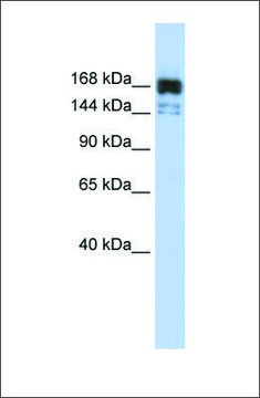 Anti-XRN1 antibody produced in rabbit affinity isolated antibody